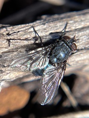 Calliphora vicina
