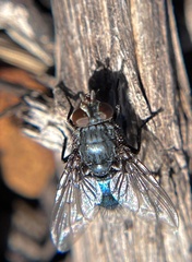 Calliphora vicina