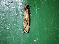 Tinea apicimaculella