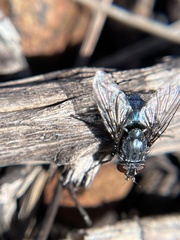 Calliphora vicina
