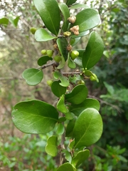Maytenus emarginata