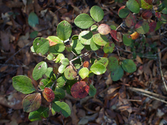 Vaccinium arboreum