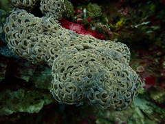 Fimbriaphyllia ancora