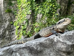 Intellagama lesueurii