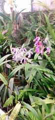 Cattleya trianae
