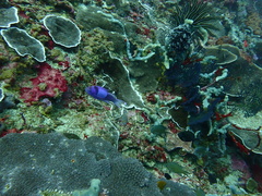 Pseudanthias pleurotaenia