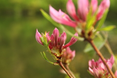Rhododendron periclymenoides