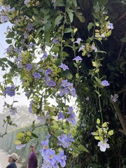 Thunbergia laurifolia