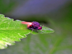 Minettia longipennis