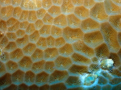 Gardineroseris planulata