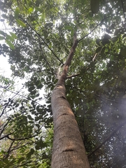 Pterospermum suberifolium