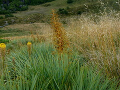 Aciphylla colensoi