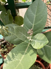 Calotropis