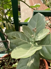 Calotropis