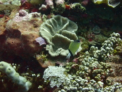 Pycnochromis retrofasciatus