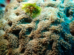 Acanthastrea
