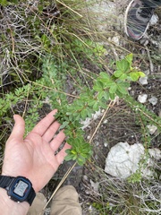 Pithecellobium unguis-cati