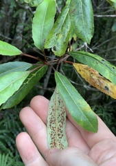 Aceria titirangiensis