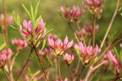 Rhododendron periclymenoides