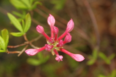 Rhododendron periclymenoides