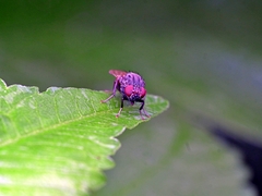 Minettia longipennis