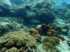 Parupeneus crassilabris