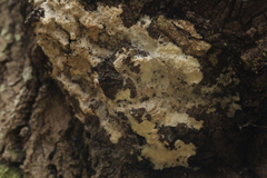 Rigidoporus corticola