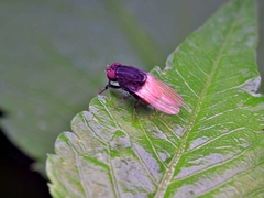 Minettia longipennis