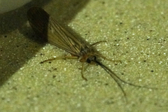 Dicosmoecinae