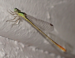 Agriocnemis exsudans