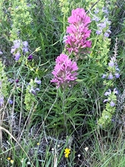 Castilleja purpurea