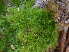 Dicranella heteromalla