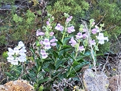 Penstemon cobaea