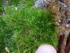 Dicranella heteromalla