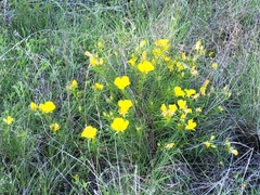 Oenothera serrulata