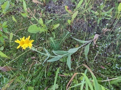 Arnica chamissonis