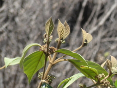 Callicarpa tomentosa