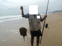 Urobatis tumbesensis