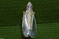 Nirvana placida
