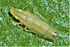 Nirvana placida