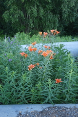 Lilium pensylvanicum