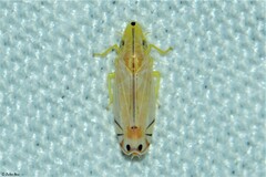 Sophonia longitudinalis