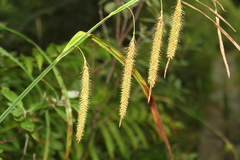 Carex gynandra