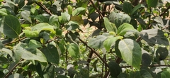 Ficus exasperata