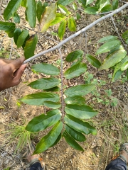 Huberantha cerasoides