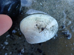 Veneridae