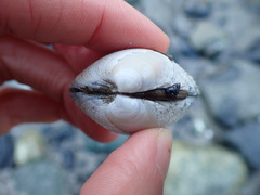 Veneridae