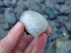 Veneridae