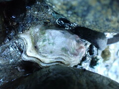 Ostreidae