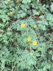 Kallstroemia hirsutissima